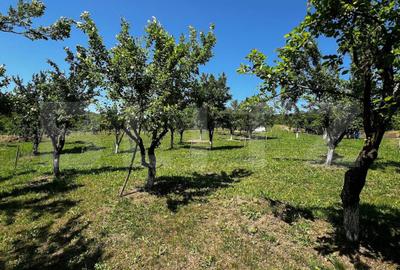 Teren agricol extravilan de 4000 mp, în Sud