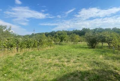 Teren Construcții intravilan de 2500 mp, în Tăuții de Sus
