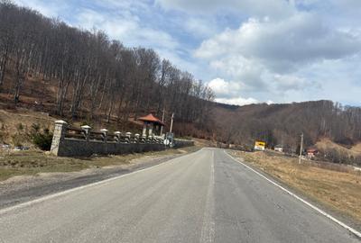 VANZARE PADURE MANECIU -CHEIA,  40HA - 12