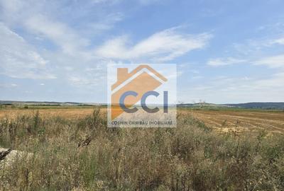 Teren intravilan– 50.000 mp, Bacău, Șoseaua Hol - 4