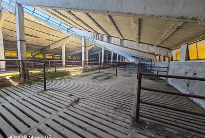 Spațiu industrial -fermă Orțișoara - 1