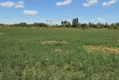 Vanzare teren intravilan 5000 mp Drumul Lunca Cetatii - Splaiul Unirii - 2