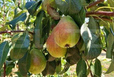 Teren agricol extravilan de 2603 mp, în 14 Mai