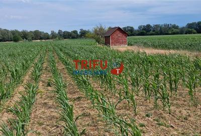 Teren agricol intravilan de 5500 mp, în Vințu de Jos