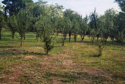 Loturi de teren in Cornu de Jos , Cornu lui Nastase - 5