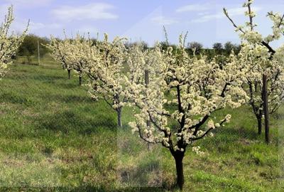 Teren agricol extravilan de 10189 mp, în Cristești