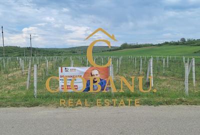 Teren intravilan cu PLANTATIE DE GOJII de vanzare in Racari - 27