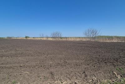 GRADISTEA - Sat Sitaru, teren agricol 11.961mp, ideal investitie - 6