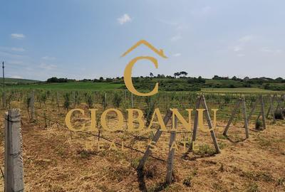 Teren intravilan cu PLANTATIE DE GOJII de vanzare in Racari - 6