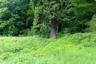 Teren Busteni, 3.999 mp, deschidere DN 1 aprox. 113 m, comision 0% - 6