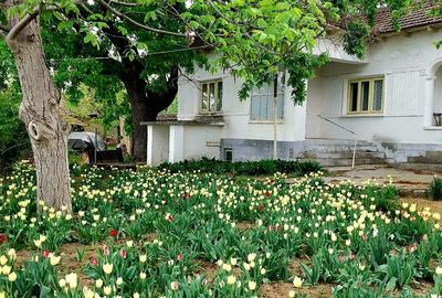 Seimenii Mari Casa 5 camere S.teren:4260 +vie+pomi fructiferi  vedere la Dunare - 11