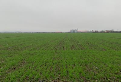 DJ200 Dascalu  Vanzare  Suprafata Compacta 4,4 HA teren intravilan mixt - 1