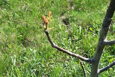 Teren extravilan 2000 mp, împrejmuit, panoramă superbă – Sălicea (Cluj) - 6