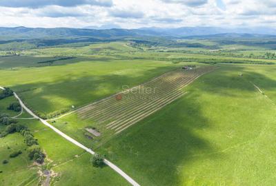 PROPRIETATE CU LIVADA MATURA DE NUCI SI POTENTIAL INVESTITIONAL - 122