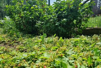 Vila de vanzare 260 mp cu anexe 40 mp si teren 1600 mp - 19