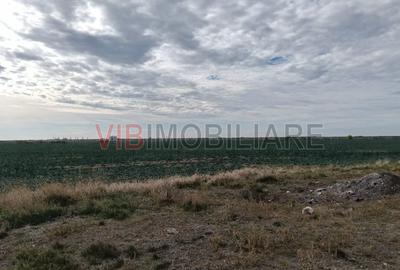 Ferma Agricolă 1.350 Hectare – Grad de Comasare 96–97%, Chișineu Criș, Județul A - 6