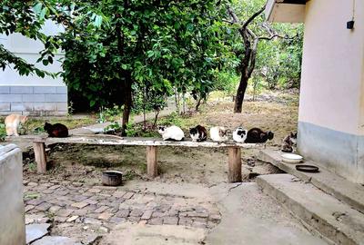 Seimenii Mari Casa 5 camere S.teren:4260 +vie+pomi fructiferi  vedere la Dunare - 3