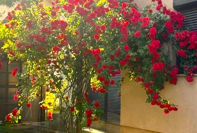 LAZU vila P+M, deosebita, ideala familie, 4 camere, facilitati multiple - 1