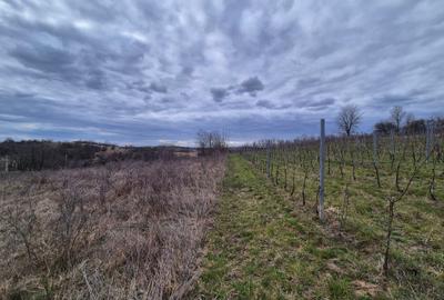 Vand 2 parcele de 5700 mp zona Iabalcea - 1