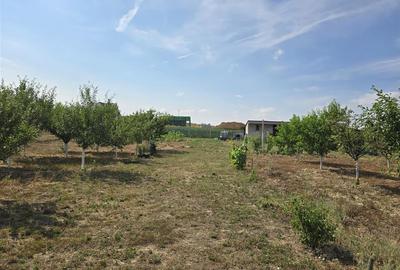 TEREN INTRAVILAN | 1000 MP | PALEU | BIHOR - 2