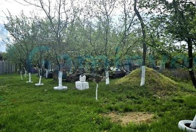 Proprietate cu teren, 5300 mp, Alparea, Bihor - 7