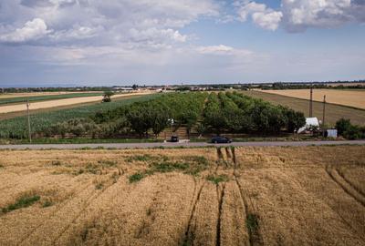 Livadă de nuci altoită și ecologică 2.5ha - 10