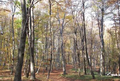 Teren spectaculos, intravilan,  Feleacu, zona linistita, padure + parau. - 8