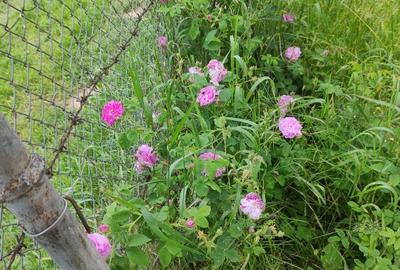 Teren cu cabana de vanzare - 2