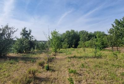 Teren 2000 mp de vânzare – Comana, deschidere la lac, aproape de Parcu - 4