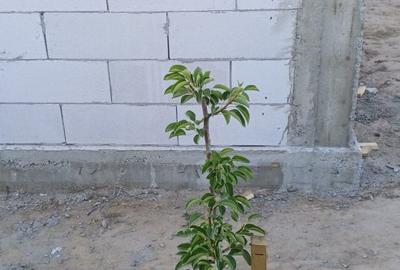 Casa de vanzare din BCA  in constructie in Somova ! - 1