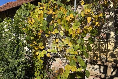 Casa veche in Recas cu teren generos de 1438 mp - 3