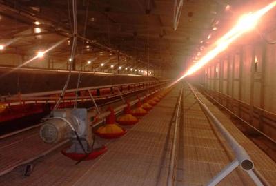 Ferma de gaini ouatoare in sistem free-range | 45.000 mp teren - 5