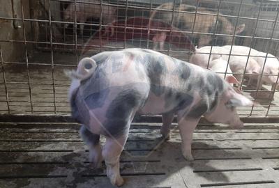 Afacere la cheie în creșterea porcinelor – Rona de Jos - 2