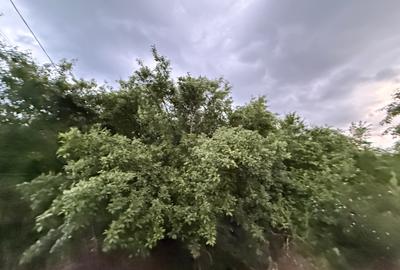 Teren 1000 mp Adunații-Copăceni (Dărăști-Vlașca)-Giurgiu - 11