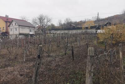 De vanzare casa in Argetoaia cu teren 7.000 mp - 6