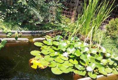 Chiajna - parcul Viitorului - 4