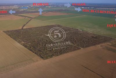 Ocazie- Teren Intravilan de Vanzare- Peris Snagov- Doar 10 euro/mp - 23