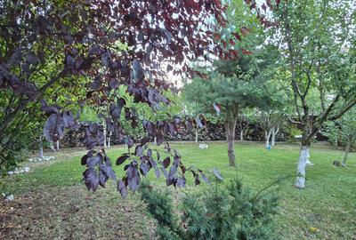 Moreni , Dambovita , vanzare proprietate -casa si teren - 25