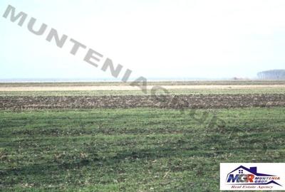 Afumati - Tarla 9, teren agricol in suprafata de 9.200 mp. - 5