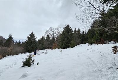 Teren superb extravilan in apropiere de Poiana Brasov - 6