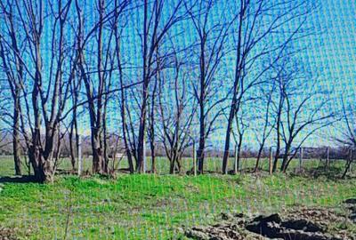 TEREN CU PLANTAȚIE DE TRANDAFIRI ,,ROSA DAMASCENA,\ \CARANSEBEȘ\JUD.CS - 7