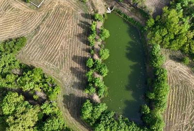 Teisori domeniul verde cu baltă de pește ,Neajlov,,Padure - 5