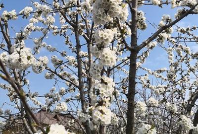 FARA COMISIOANE casa cu 6 camere 2 bucatarii P+1 TIGLA PISCINA BECI GARAJ - 21