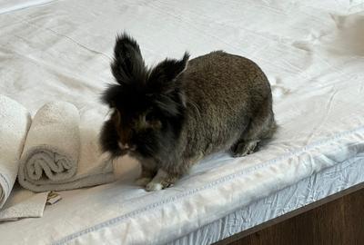 Apartament cu 2 camere semidecomandat, mobilat în P-ța Unirii