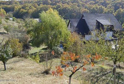 Topoloveni - Conacul Ion Mihalache, Domeniu pe 5 Hectare! - 9