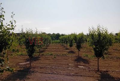 Teren intravilan 16.000 mp | Livadă mixtă | Front stradal 85 ml | Utilități comp - 1