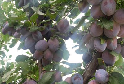 De Vânzare – Fermă de Pomi Fructiferi, 48,8 ha, Iancu Jianu, Jud. Olt - 20