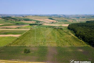 Teren nucifer cu plantatie de aluni, sat Frata, jud. Cluj - 8