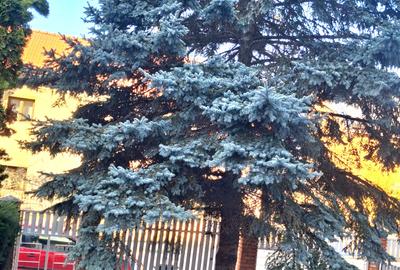 Langa Parc Padurice, pentru locuit sau afacere - 38