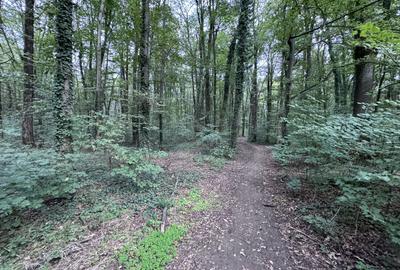 46644 mp teren in Padurea Baneasa proiect exclusivist - 7